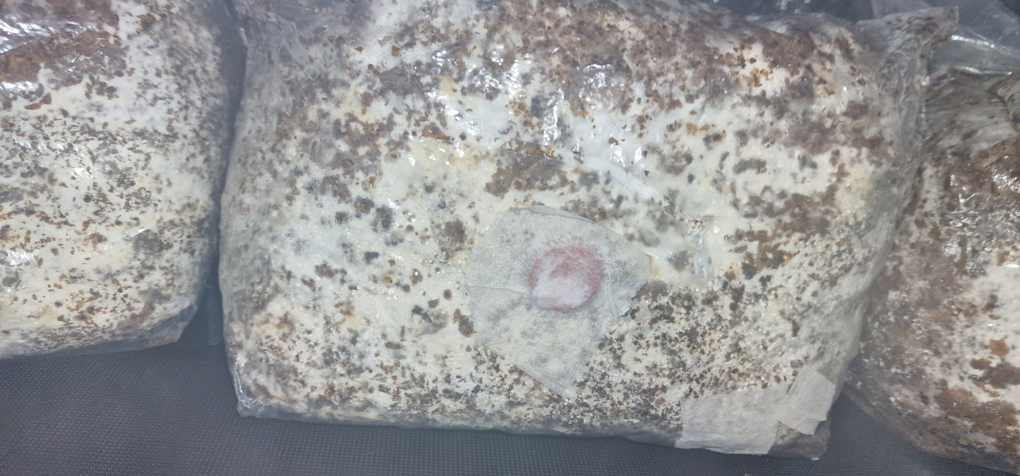 Inoculated Organic Lion's mane block 2.3kg