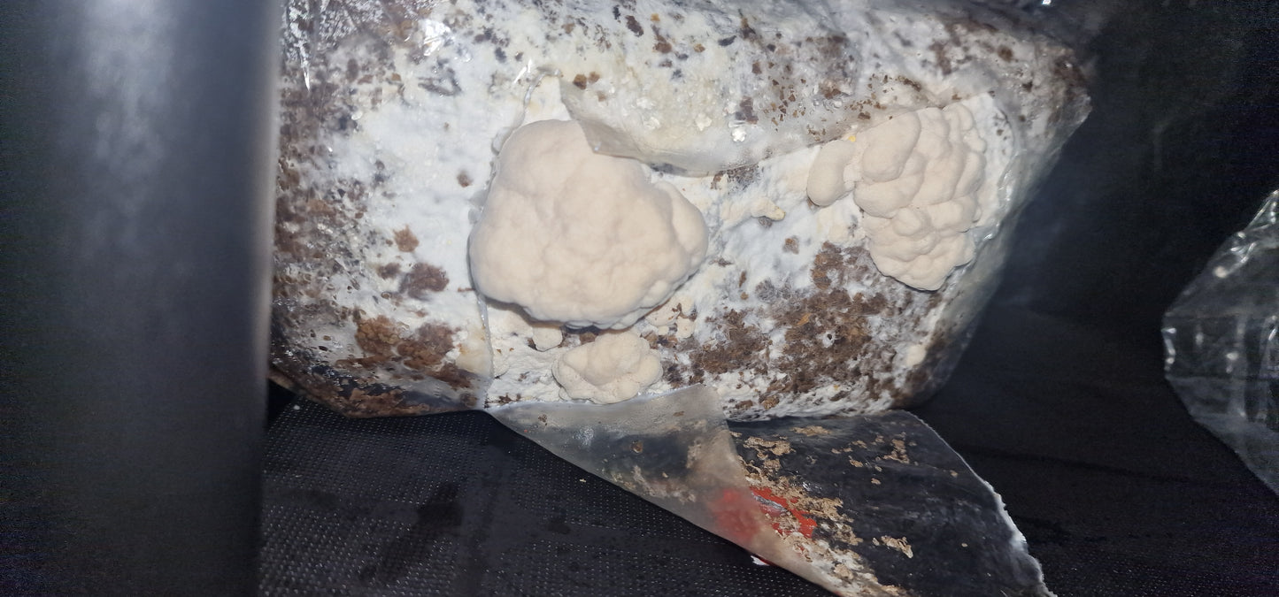 Inoculated Organic Lion's mane block 2.3kg