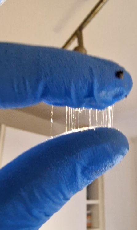 100% Pure water extracted Lions mane Supplement
