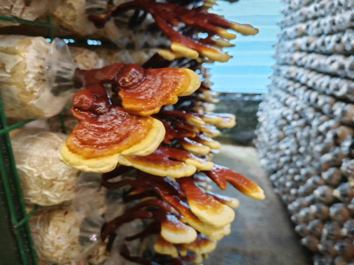 100% Double Extracted Reishi Supplement