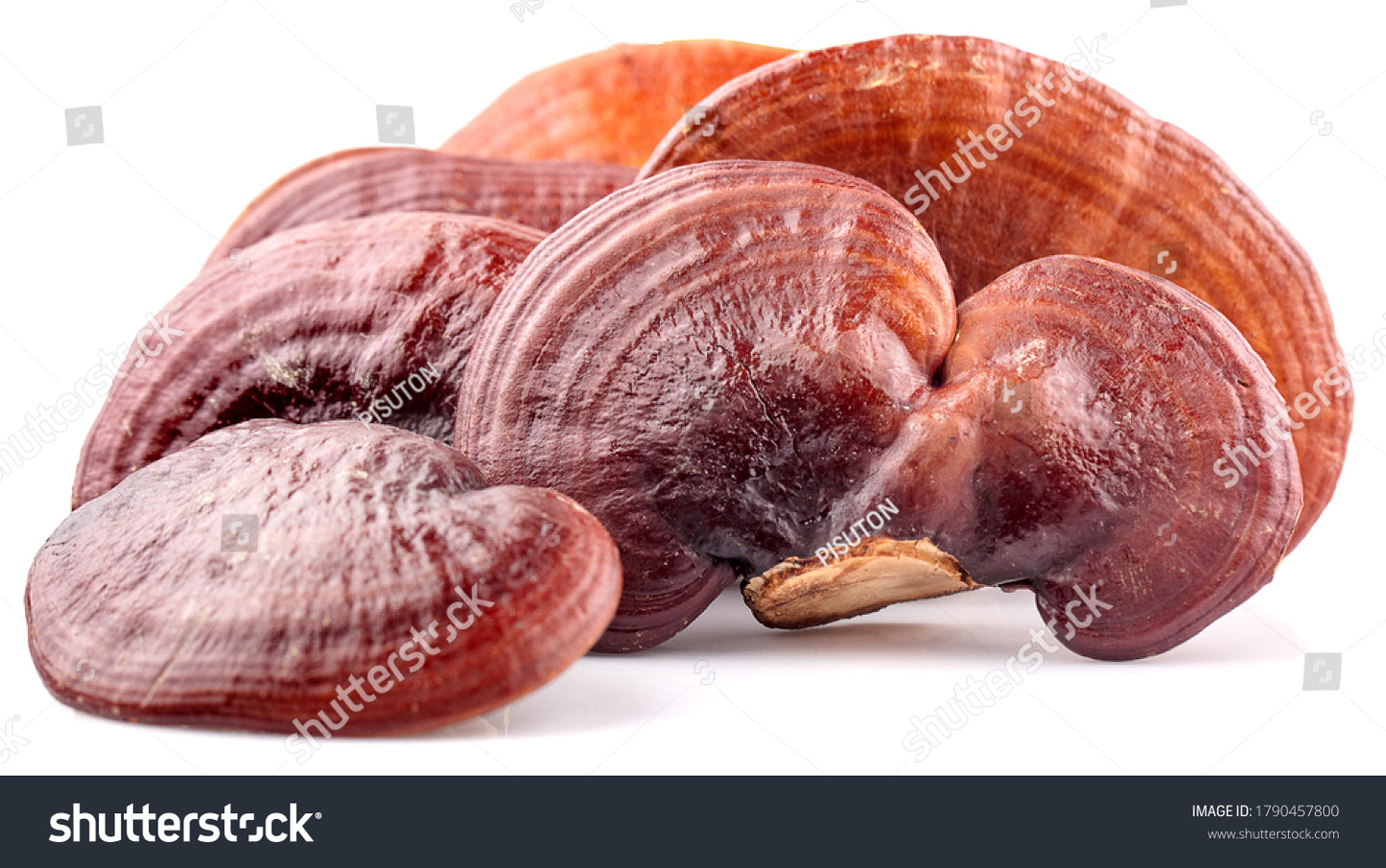 100% Double Extracted Reishi Supplement