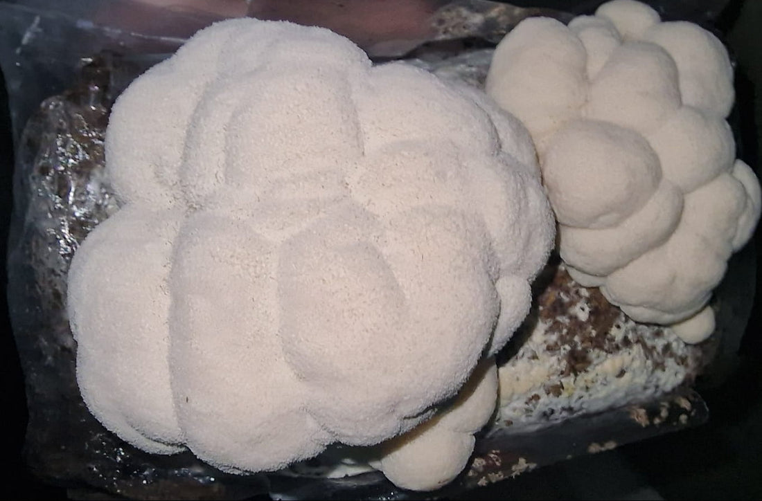 What are mushrooms?