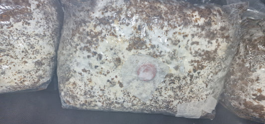 Inoculated Organic Lion's mane block 2.3kg
