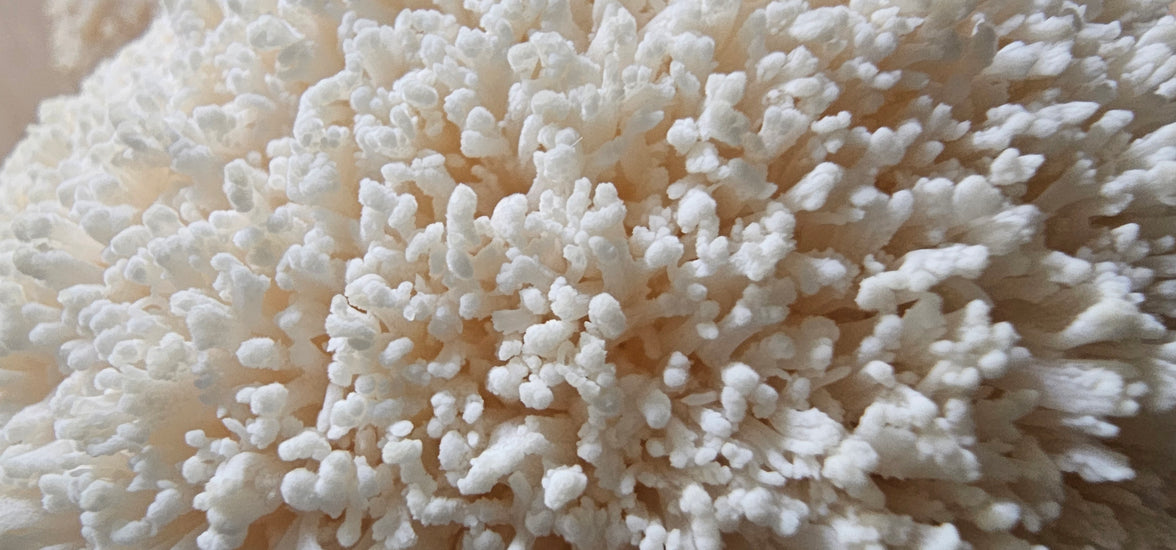 100% Pure water extracted Lions mane Supplement