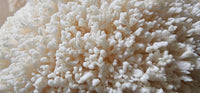 100% Pure water extracted Lions mane Supplement