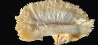 100% Pure water extracted Lions mane Supplement