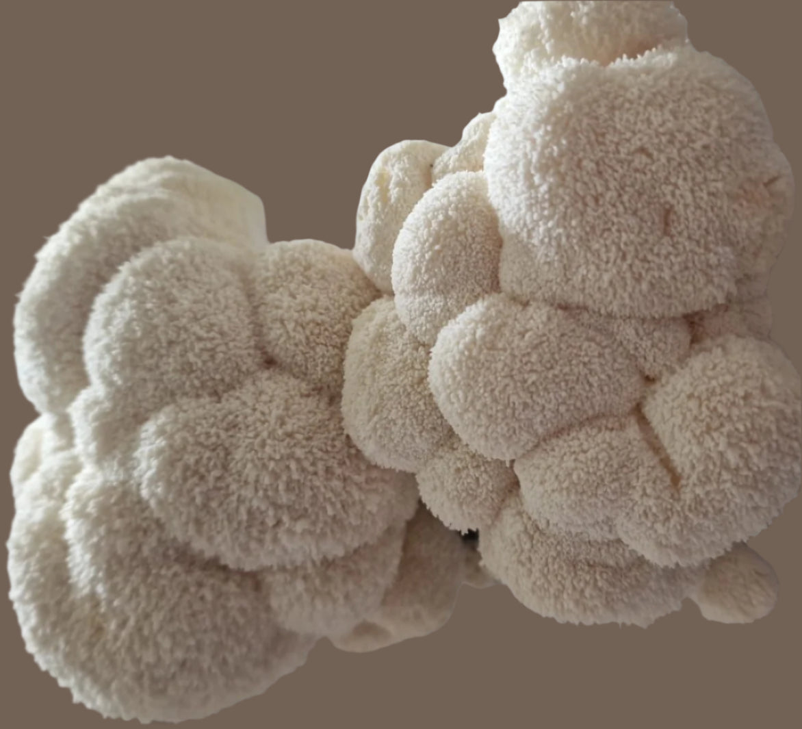 Inoculated Organic Lion's mane block 2.3kg