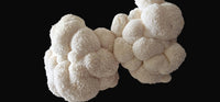 100% Pure water extracted Lions mane Supplement